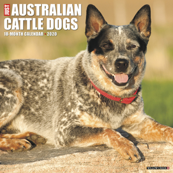 Calendar Just Australian Cattle Dogs 2020 Wall Calendar (Dog Breed Calendar) Book