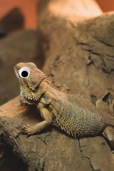 Googly Eye Bearded Dragon Journal: 100-page blank lined journal featuring a bearded dragon with googly eyes