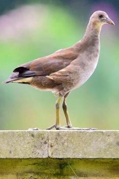 Paperback Notebook A Moorhen Chick on a Ledge Book