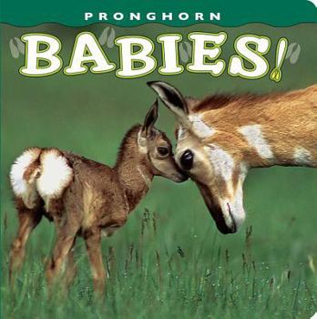 Board book Pronghorn Babies! Book