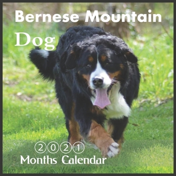 Paperback Bernese Mountain Dog 2021: Wall & Office Calendar, Bernese Puppies, 16 Month Calendar With Holidays Book