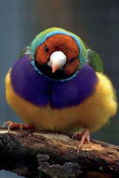 Lady Gouldian Finch Journal : 150 Page Lined Notebook/diary