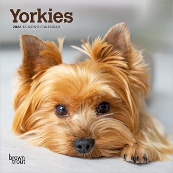 Calendar Yorkshire Terriers | 2026 7 x 14 Inch (Hanging) Monthly Mini Wall Calendar | BrownTrout | Animals Small Dog Breeds Yorkies Book