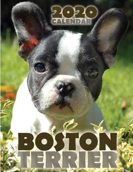 Paperback Boston Terrier 2020 Calendar Book