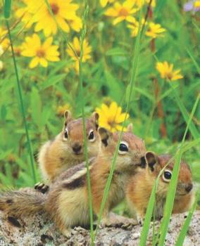 Pretty Yellow Daisies 3 Colorado Squirrel Hugging Wildlife Photograph College-ruled Lined School Composition Notebook