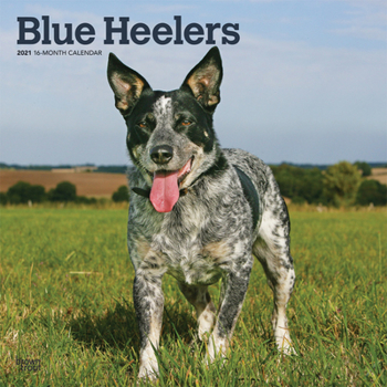 Calendar Blue Heelers 2021 Square Book