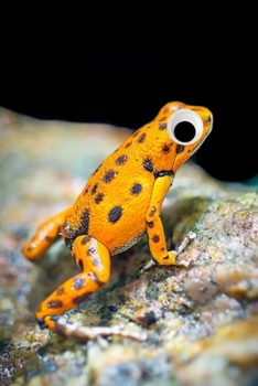 Paperback Googly Eye Frog Journal: 100-page blank lined journal featuring a yellow frog with googly eyes Book