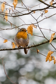 Paperback The Robin Journal: 150 Page Lined Notebook/Diary Book