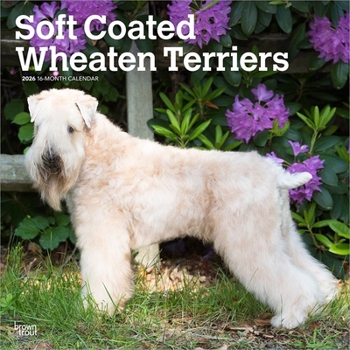 Calendar Soft Coated Wheaten Terriers 2026 12 X 24 Inch (Hanging) Monthly Square Wall Calendar Plastic-Free Book