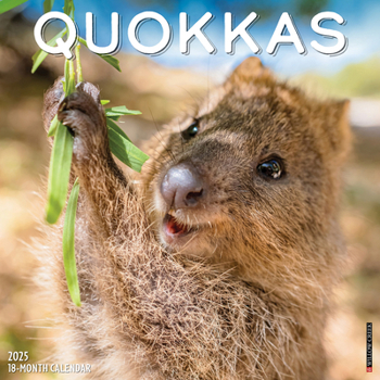 Calendar Quokkas 2025 12 X 12 Wall Calendar Book