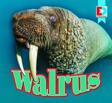 Walrus