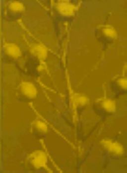 Hardcover The Genus Lesquerella (Cruciferae) in North America Book