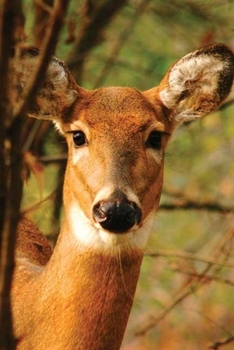 Hardcover Young Deer Blank Journal Book