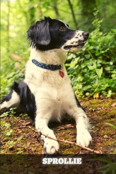 Sprollie: Complete breed guide