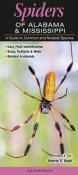 Spiders of Alabama & Mississippi: A Guide to Common & Notable Species