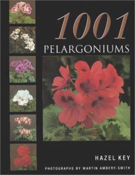 1001 Pelargoniums