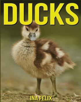 Paperback Ducks: Children Book of Fun Facts & Amazing Photos on Animals in Nature - A Wonderful Ducks Book for Kids aged 3-7 Book