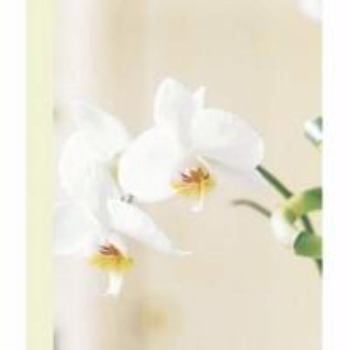 Stationery Orchid Mini Notebook Book