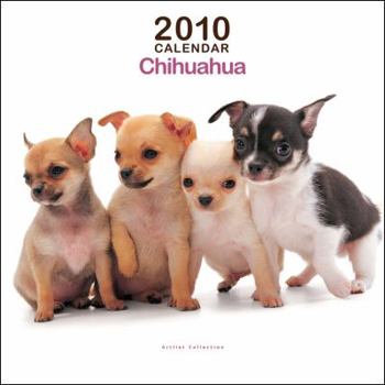 Calendar Chihuahua Mini 2010 Mini Wall ARTLIST Book