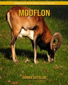 Mouflon: Amazing Pictures and Facts