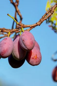 PLUMS: A plum is a fruit. Plums bloom flowers in groups of one to five together on short stems, the fruit have a groove running down one side and a smooth stone.