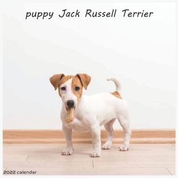 Jack Russell Terrier Puppy 2022 Calendar: Offcial Jack Russell Dog breed 2022 Calendar 16 Months