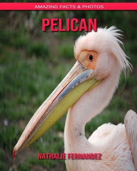 Pelican: Amazing Facts & Photos