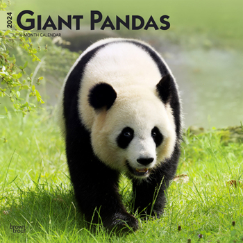 Calendar Giant Pandas 2024 Square Book