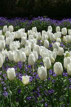 Paperback Tulips Notebook Book