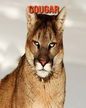 Paperback Cougar: Amazing Photos & Fun Facts Book About Cougar For Kids Book
