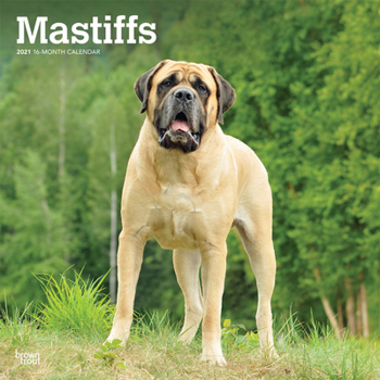 Calendar Mastiffs 2021 Square Book