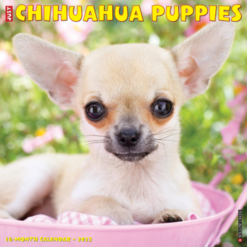 Calendar Just Chihuahua Puppies 2022 Wall Calendar (Dog Breed) Book