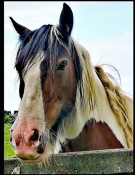 MY BOOK OF ANIMALS: PHOTOGRAPHY AND GRAFFITI FOR CHILDREN