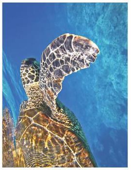 Sea Turtle