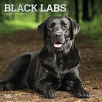Black Labrador Retrievers 2020 Calendar: Foil Stamped Cover