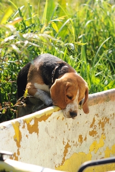Beagle Dog Pup Puppy Doggie Notebook Bullet Journal Diary Composition Book Notepad - Playing at Bathtub: Cute Animal Pet Owner Composition Book with 100 College Ruled Lined Paper Pages in 6” x 9” Inch
