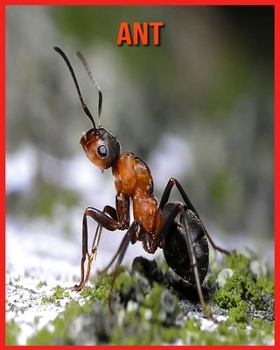 Ant: Childrens Book Amazing Facts & Pictures about Ant
