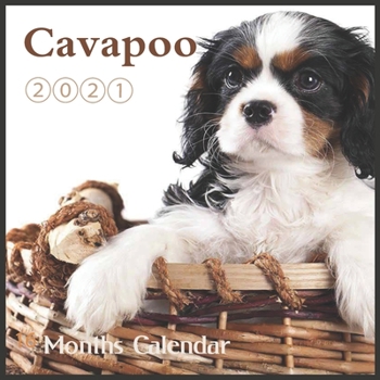 Paperback Cavapoo calendar 2021: Wall & Office Calendar, 16 Month poppy dog Calendar with Major Holidays Book