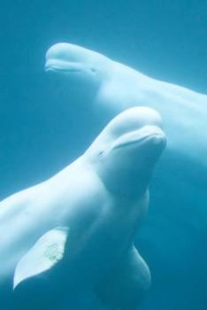 Beluga Whales - the Gentle Giants Swimming in the Sea Journal: 150 page lined notebook/diary