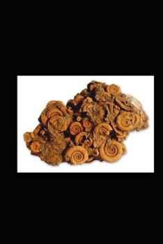 The Fossilist - Book #11 of the Miles Stone Mysteries