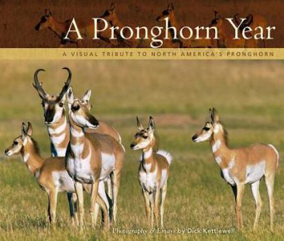 Paperback A Pronghorn Year: A Visual Tribute to North America's Pronghorn Book