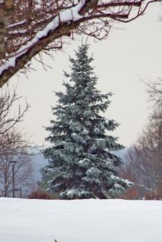 Paperback A Wonderful Evergreen Tree in a Winter Forest Journal: 150 Page Lined Notebook/Diary Book