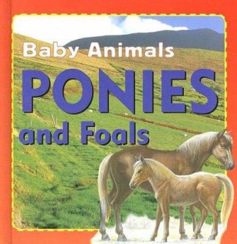 Ponies and Foals
