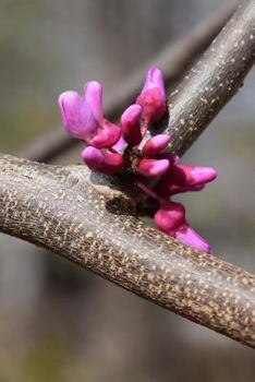 Paperback First Signs of Spring Pink Blossom on an Eastern Redbud Tree Garden Journal: 150 Page Lined Notebook/Diary Book