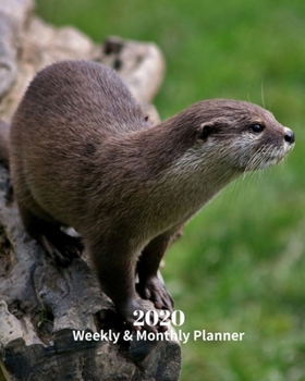 2020 Weekly and Monthly Planner: Otter - Monthly Calendar with U.S./UK/ Canadian/Christian/Jewish/Muslim Holidays– Calendar in Review/Notes 8 x 10 in.-Wildlife  Nature