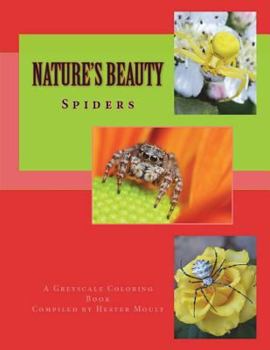 Nature's Beauty: Spiders