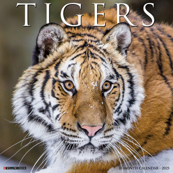 Calendar Tigers 2025 12 X 12 Wall Calendar Book