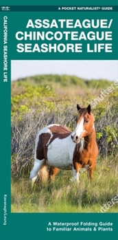 Paperback Assateague/Chincoteague Seashore Life: A Folding Guide to Familiar Animals & Plants Book