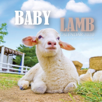 Paperback Baby Lamb Calendar 2020: 16 Month Calendar Book