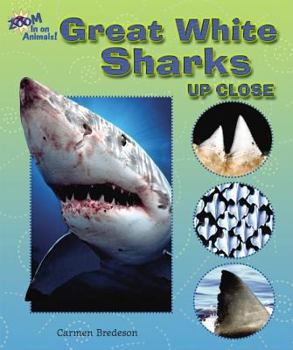 Great White Sharks Up Close (Zoom in on Animals!) - Book  of the Zoom In on Animals!